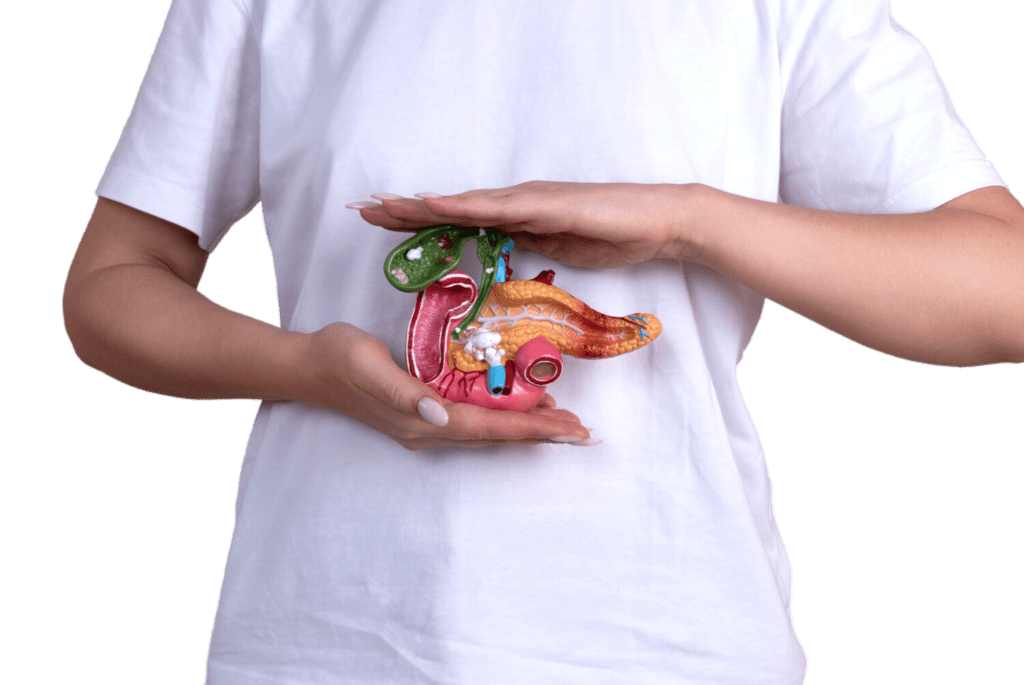pancreas-1024x685 ¿Que es la Amilasa? Formidable Beneficio en la Salud